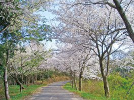 真道山の桜