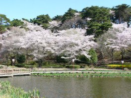 水面に映る満開の桜が見事