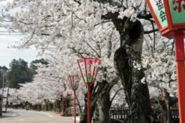 熊坂川河畔の桜並木