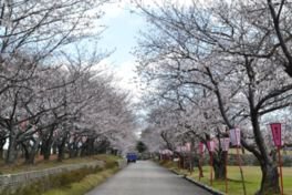 宮野運動公園の桜