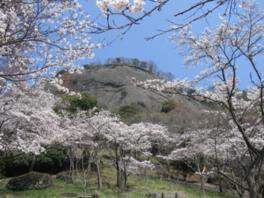岩殿山丸山公園の桜
