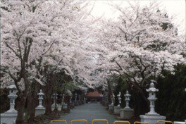 冨士御室浅間神社の桜
