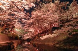 吉田川の桜