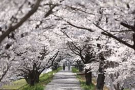 三刀屋川河川敷の桜