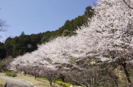 葛城山麓公園の桜