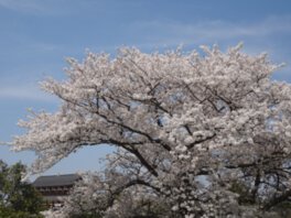 平城宮跡資料館周辺の桜