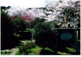 水口古城山の桜