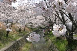 虚空蔵谷川の桜