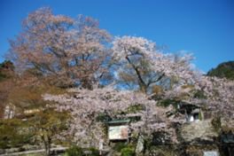 聖徳太子建立のお寺で、桜と歴史ロマンを満喫できる