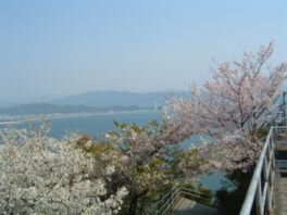 和歌の浦(高津子山)の桜