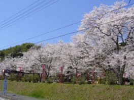板列公園の桜