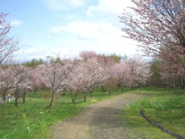 5月中旬からは約1000本の蝦夷山桜が咲き誇る