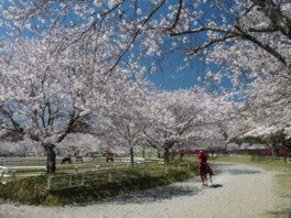 綾馬事公苑の桜