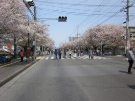 健軍自衛隊通りの桜