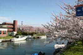 内川周辺の桜並木