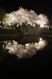 田丸城跡の桜