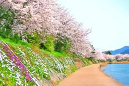 川島堤の桜