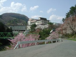 花巻南温泉峡の桜