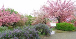 多種多様な桜を一度に見られるのがうれしい