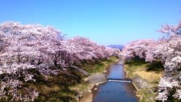 川の両岸に咲く桜は迫力満点だ