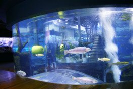 山梨県立富士湧水の里水族館 森の中の水族館。