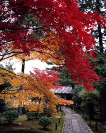嵐山(鹿王院)の紅葉
