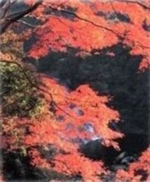 渓谷を紅葉が鮮やかに彩る