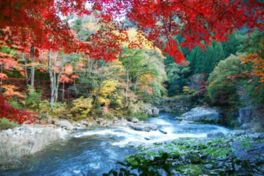 清らかな渓流を紅葉が彩る