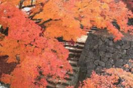 城跡に一面の紅葉が彩るさまは日本情緒を感じさせる