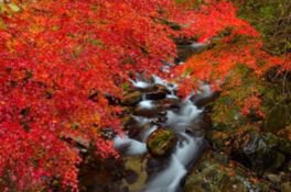 渓谷に舞い落ちる色鮮やかな紅葉