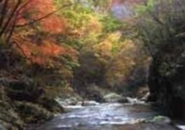 芦川渓谷の紅葉