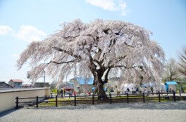 北斗桜回廊