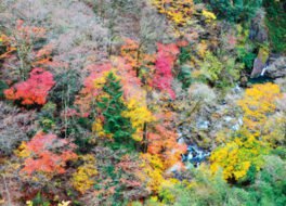 緑仙峡の紅葉