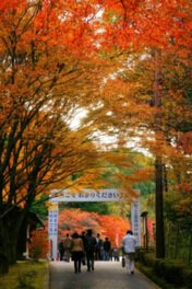 見事な紅葉が楽しめる横川地域