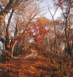 鎌倉岳遊歩道の紅葉