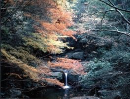 犬鳴山温泉の紅葉