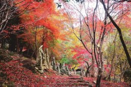 竹谷山渓谷の紅葉