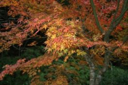 大滝川森林公園の紅葉
