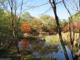 池に写る紅葉と青空