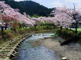 満開の桜が大坂谷川沿いを彩る