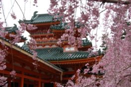しだれ桜と朱色の建築が織りなす雅な風景