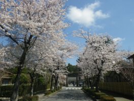 乃木参道の桜