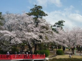 岩槻城址公園の桜