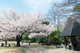 平中央公園の桜