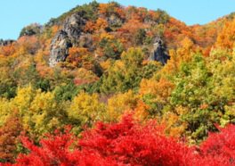 霊山県立自然公園の紅葉