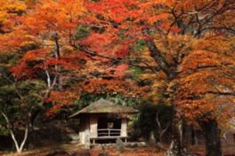 吉野山(奥千本)の紅葉