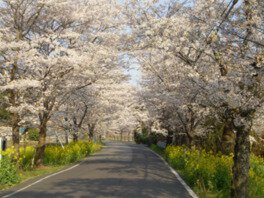 満開の桜のトンネルを楽しむことができる