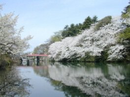 お堀の水面に映る桜が美しい