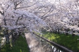木屋川堤の桜