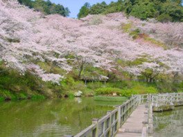 奥山公園の桜